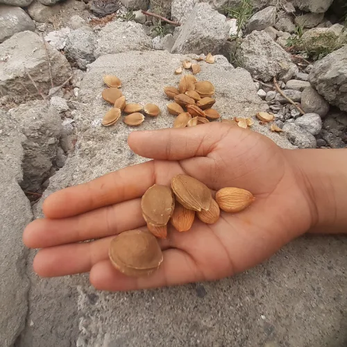 Apricot Sweet Kernel (without shell)