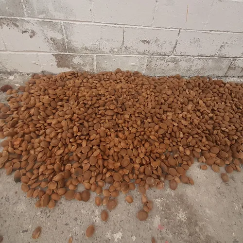 Apricot Sweet Kernel (without shell)
