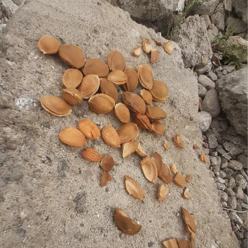 Apricot Sweet Kernel (without shell)