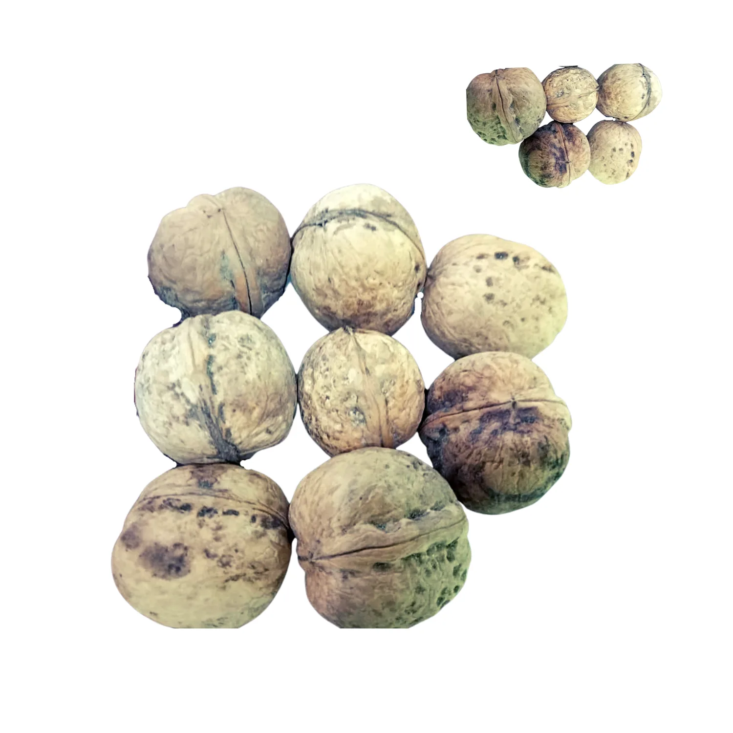 Organic Walnut with shell