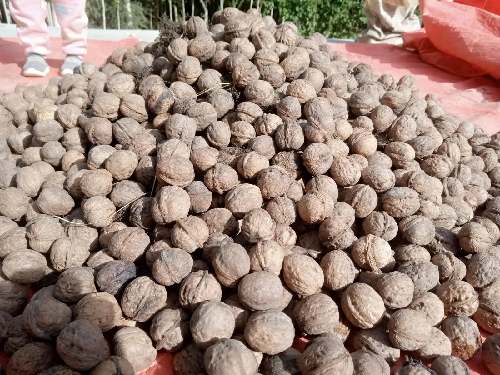 Organic Walnut with shell