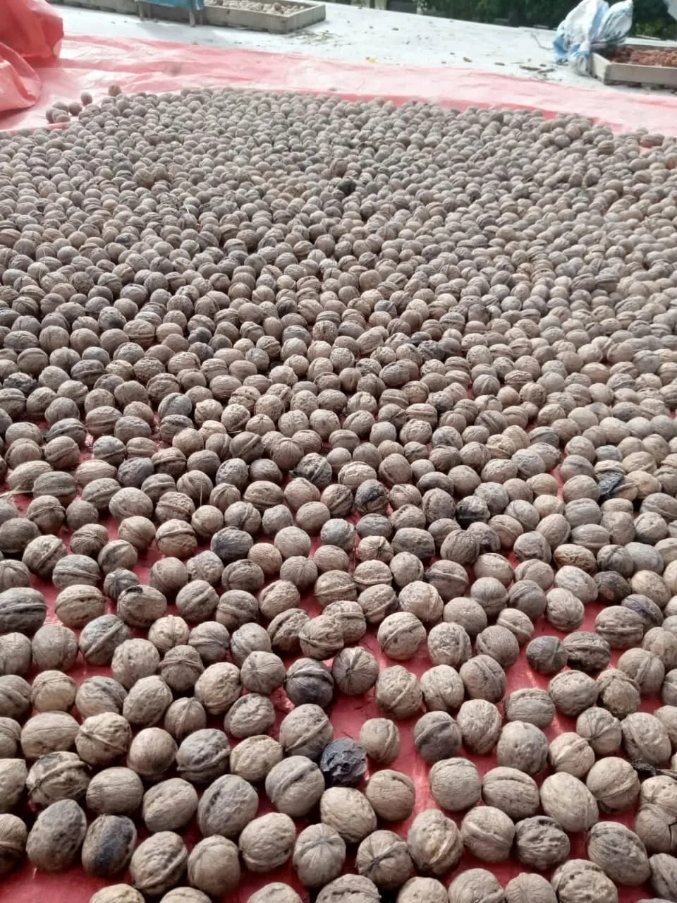 Organic Walnut with shell