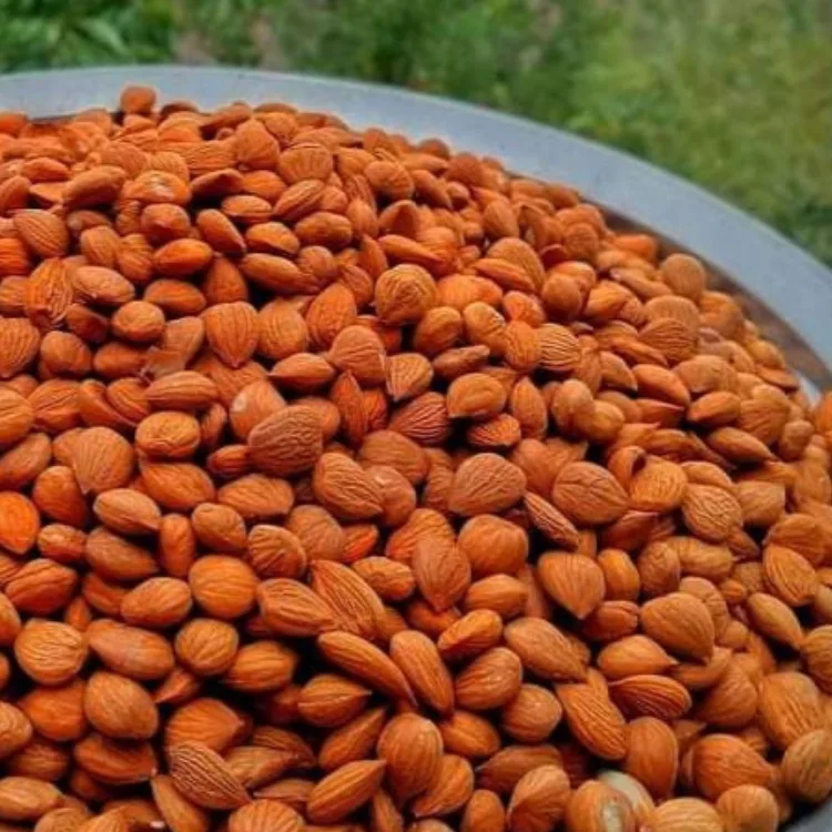 Apricot Sweet Kernels without shell
