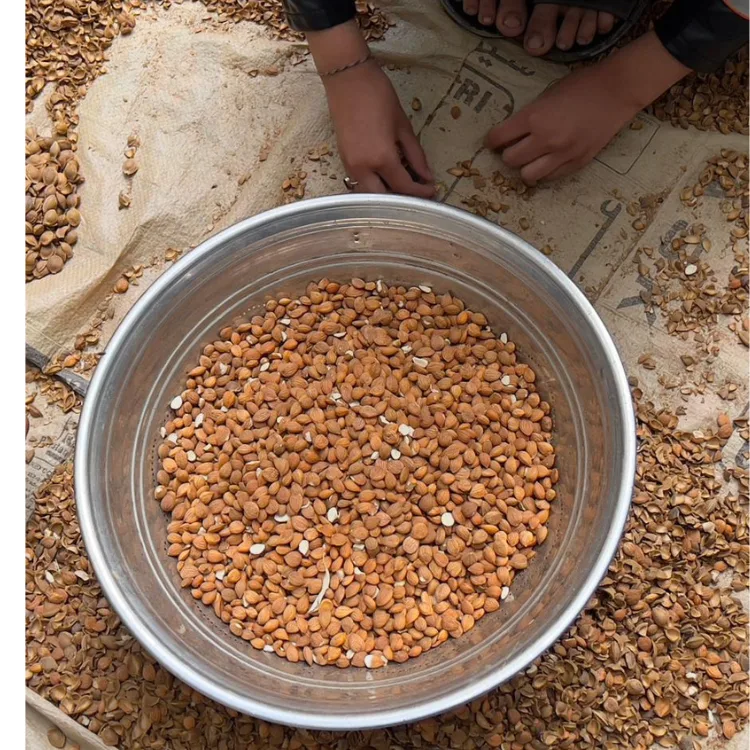Apricot Sweet Kernels without shell