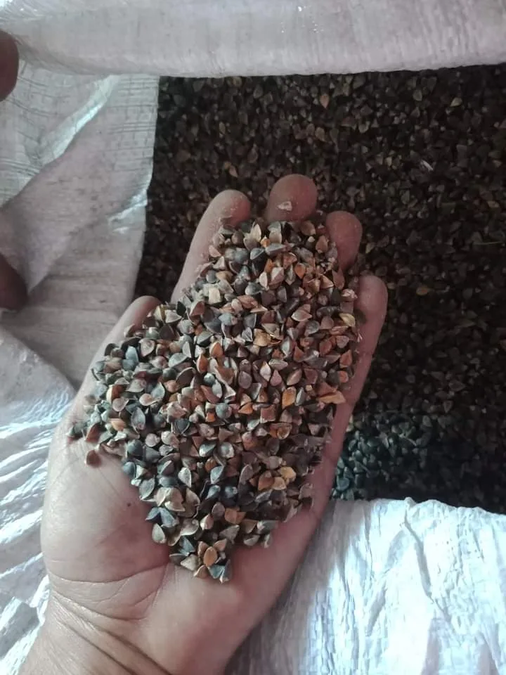 Buckwheat