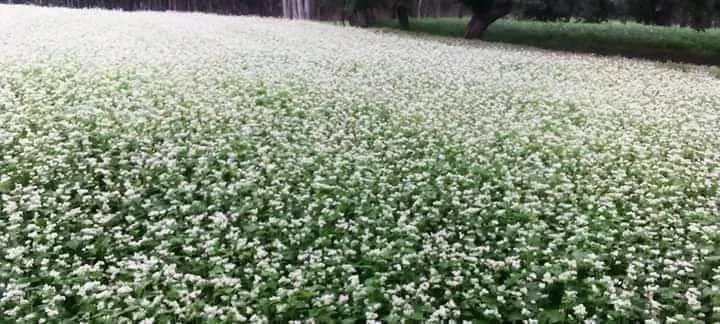 Buckwheat