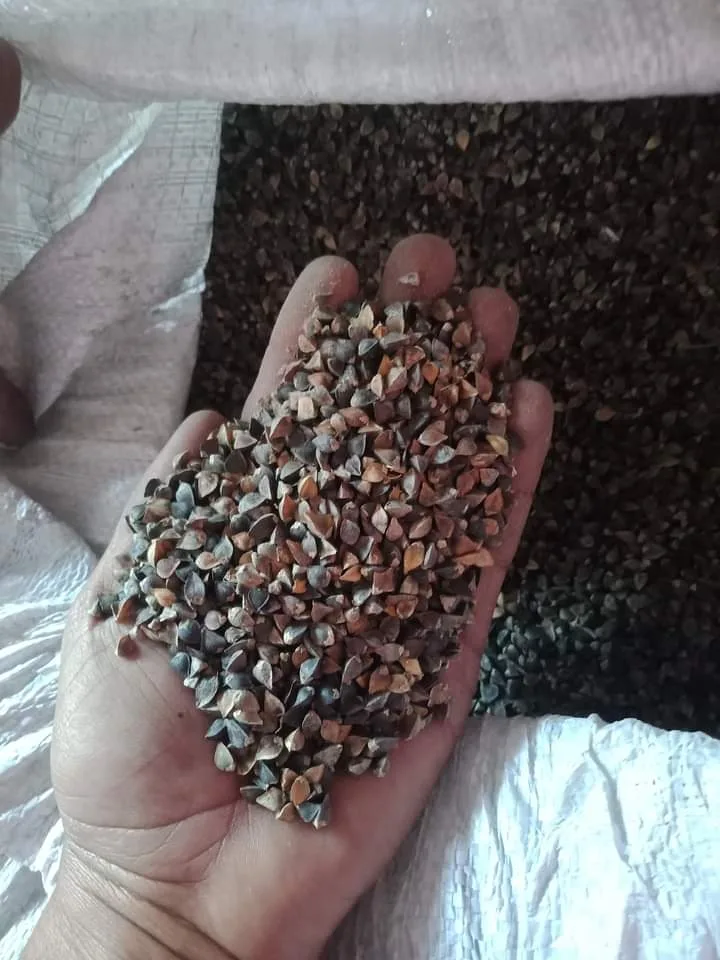 Buckwheat