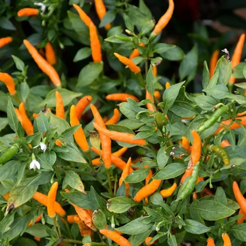 Imported Hot Wax Peppers