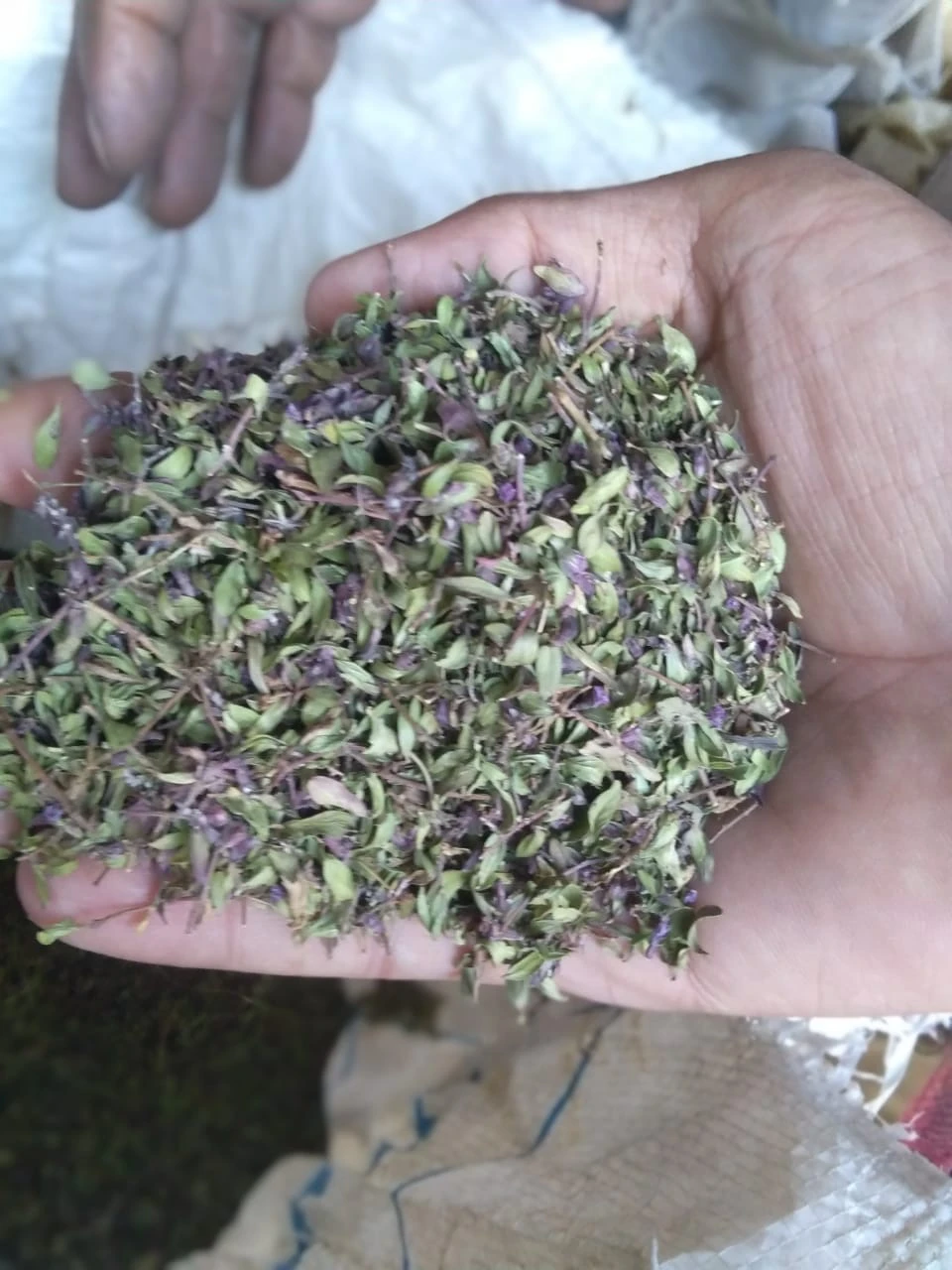 Tumburk - A mountain herbal tea (tumburu)