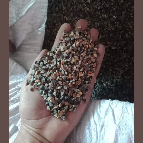 Buckwheat